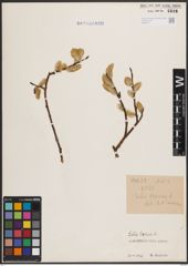 Foto von Salix caprea L.
